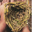 Root  Rooting  Rooted